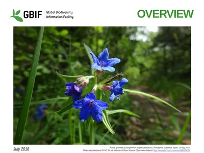 Overview Purple gromwell (Lithospermum
