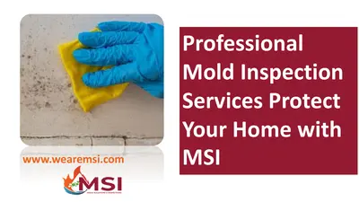 Professional Mold Inspection Services: Protect Your Home with MSI