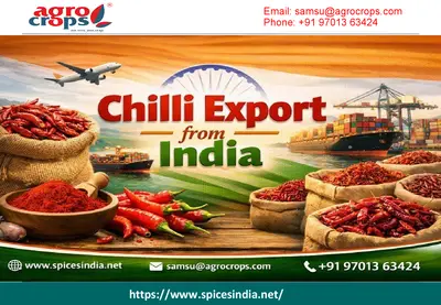 Chilli Export from India