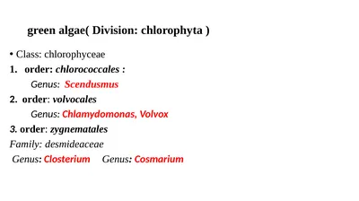 green algae( Division: chlorophyta ) Class: