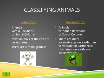 Classifying Animals Vertebrates Invertebrates
