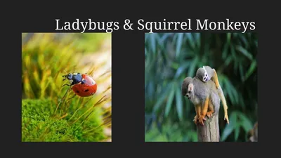 Ladybugs & Squirrel Monkeys Ladybug Description: A