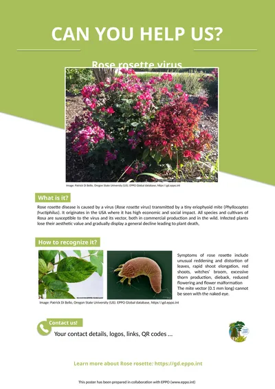 Learn more about Rose rosette: https://gd.eppo.int