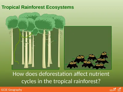 Tropical Rainforest Ecosystems How does