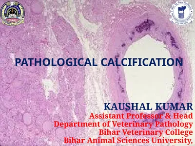 PATHOLOGICAL CALCIFICATION KAUSHAL KUMAR Assistant
