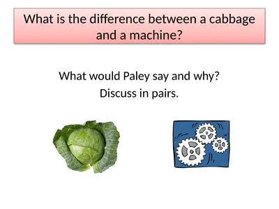 What is the difference between a cabbage and a