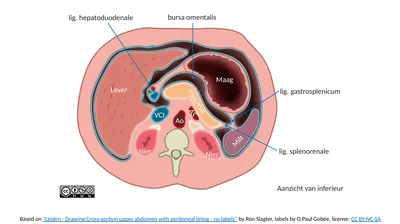 Based on "Leiden - Drawing Cross-section upper