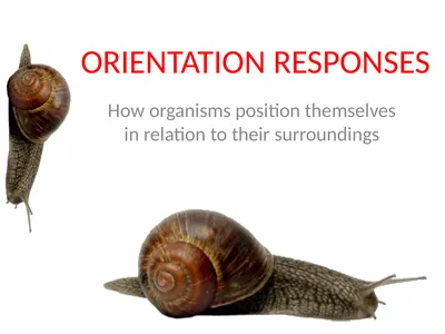 ORIENTATION RESPONSES How organisms position