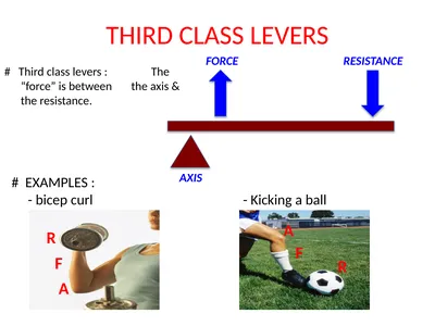 THIRD CLASS LEVERS # Third class levers : The