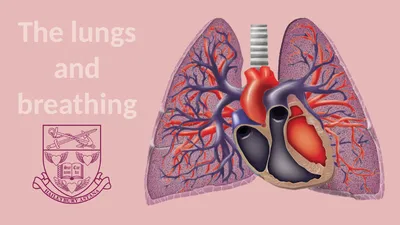 The lungs and breathing Learning objectives Define