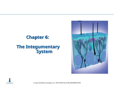 Chapter 6: The Integumentary System Overview Key
