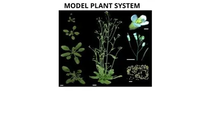 MODEL PLANT SYSTEM Learning objectives After this