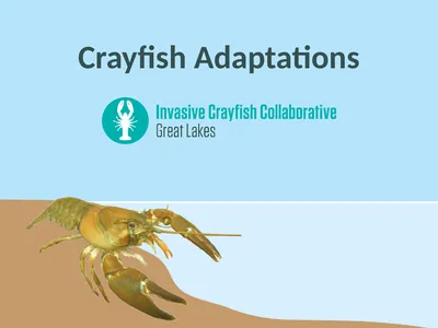 Crayfish Adaptations Eggs Tiny crayfish Grows