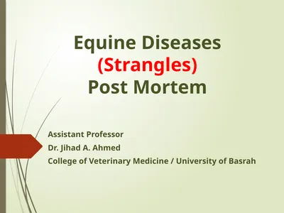 Equine Diseases (Strangles) Post Mortem Assistant