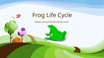 Frog Life Cycle www.ecosystemforkids.com First