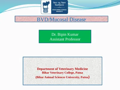 BVD/Mucosal Disease Dr. Bipin Kumar Assistant