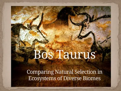 Bos Taurus Comparing Natural Selection in