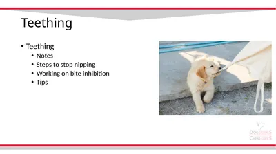 Teething Teething Notes Steps to stop nipping