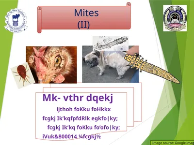Image source: Google image Mites (II) Mk- vthr