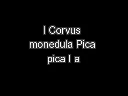 I Corvus monedula Pica pica I a