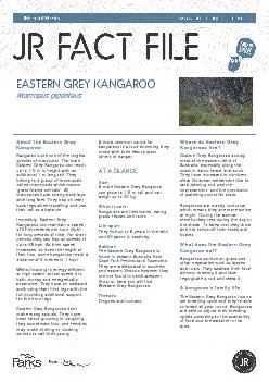 EASTERN GREY KANGAROOMacropus giganteus