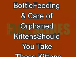 BottleFeeding & Care of Orphaned KittensShould You Take These Kittens