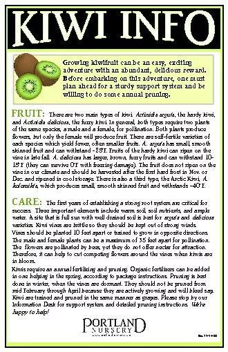 Growing kiwifruit can be an easy, exciting adventure with an