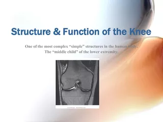 Structure & Function of the Knee