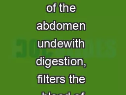 upper portion of the abdomen undewith digestion, filters the blood of