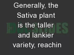 Generally, the Sativa plant is the taller and lankier variety, reachin
