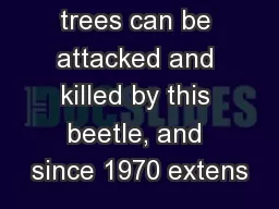 trees can be attacked and killed by this beetle, and since 1970 extens