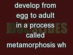 Insects develop from egg to adult in a process called metamorphosis wh