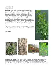 LEAFY SPURGEDescription:  Leafy spurge is a member of the Euphorbiacea