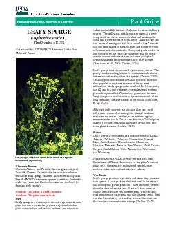 LEAFY SPURGEEuphorbia esula Plant Symbol = EUESContributed byUSDA NRCS