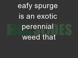 eafy spurge is an exotic perennial weed that