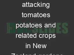A new insect pest is attacking tomatoes potatoes and related crops in New Zealand gardens