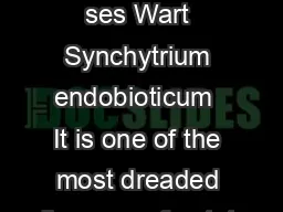 Potato Disea ses Wart Synchytrium endobioticum  It is one of the most dreaded diseases