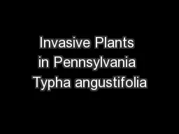 Invasive Plants in Pennsylvania Typha angustifolia
