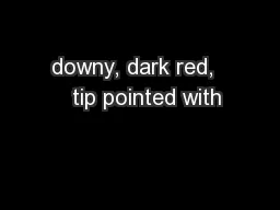downy, dark red,    tip pointed with
