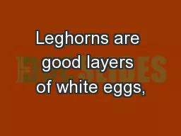 Leghorns are good layers of white eggs,
