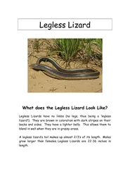 Legless Lizard