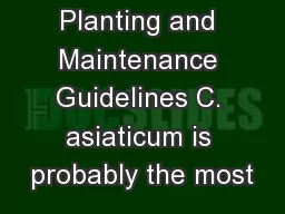 Planting and Maintenance Guidelines C. asiaticum is probably the most