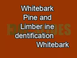 Whitebark Pine and Limber ine dentification                  Whitebark