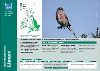 Linnet by Chris Gomersall (rspb-images.com)