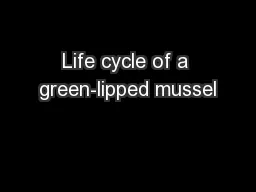 Life cycle of a green-lipped mussel