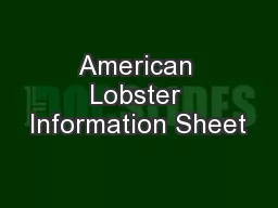 American Lobster Information Sheet