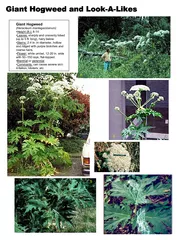 Giant Hogweed and Look--Likes