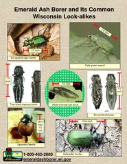 Emerald Ash Borer and Its Common Wisconsin Look-alikes