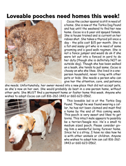 Cocoa the cocker spaniel is still in need of a home. She is now at the