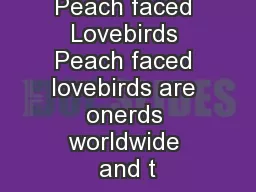 Peach faced Lovebirds Peach faced lovebirds are onerds worldwide and t
